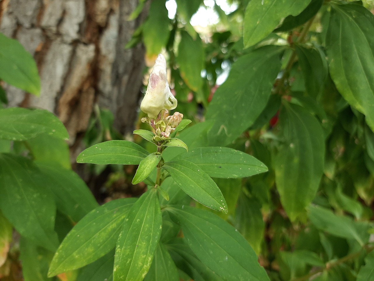 Saponaria officinalis