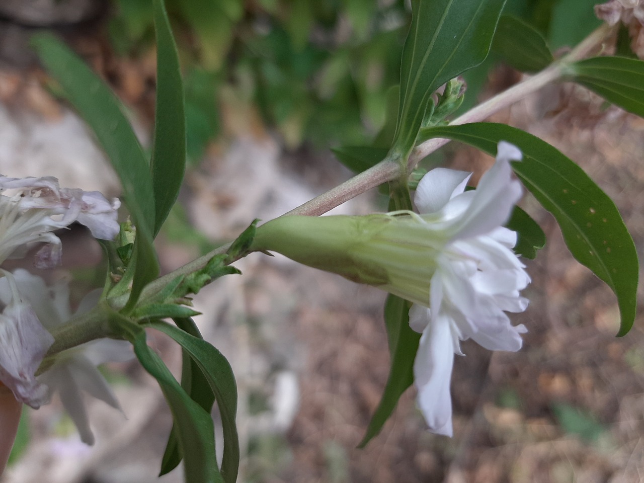 Saponaria officinalis