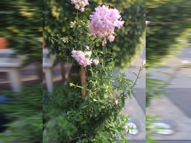 Saponaria officinalis