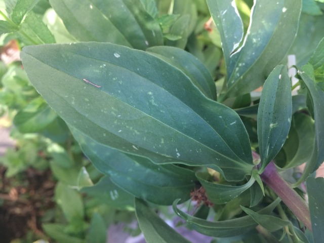 Saponaria officinalis