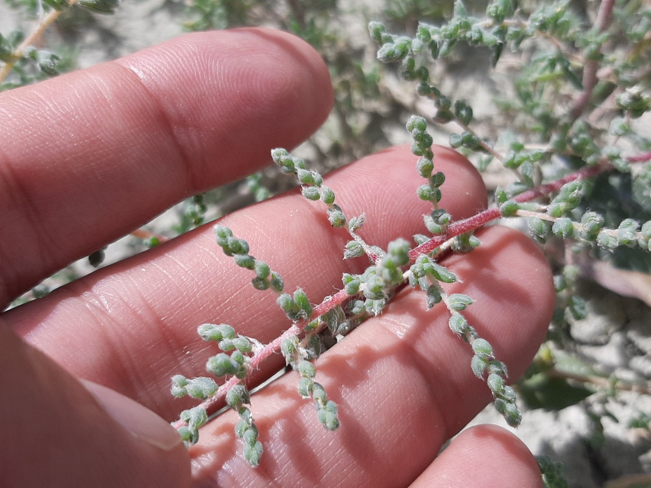 Salsola nitraria 