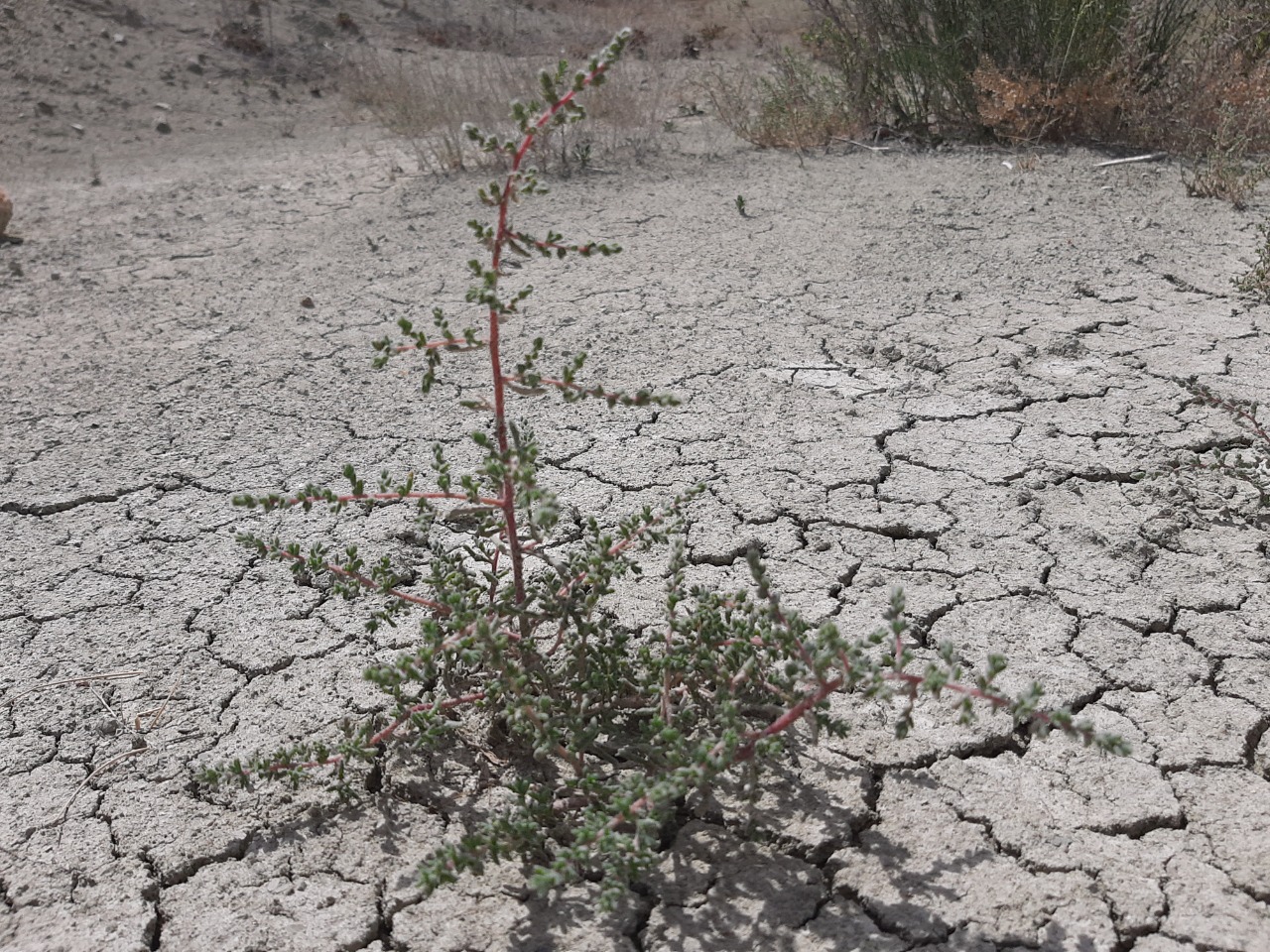 Salsola nitraria 