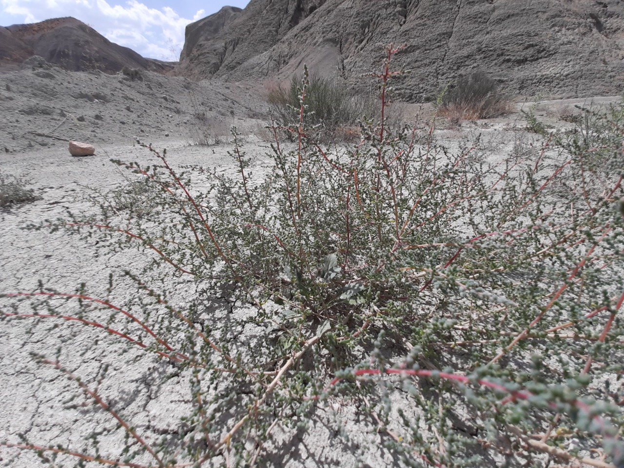 Salsola nitraria 