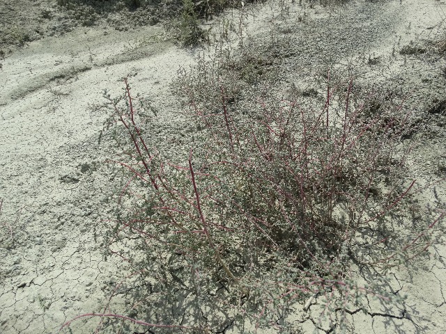 Salsola nitraria 