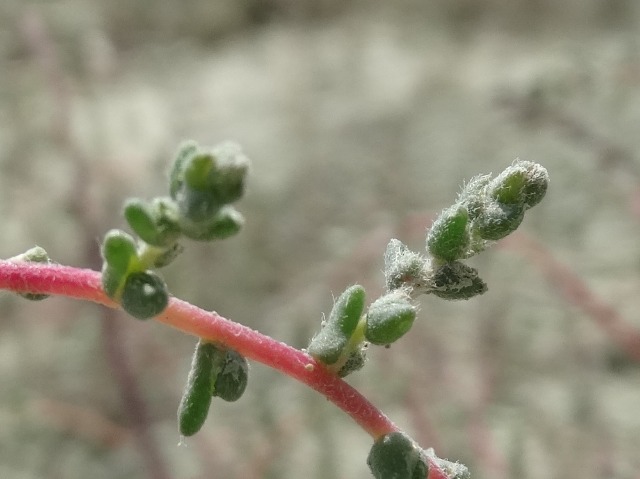 Salsola nitraria 