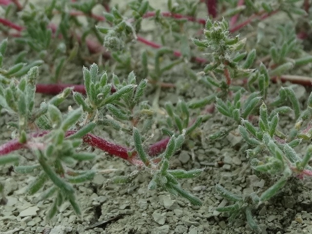 Salsola nitraria 