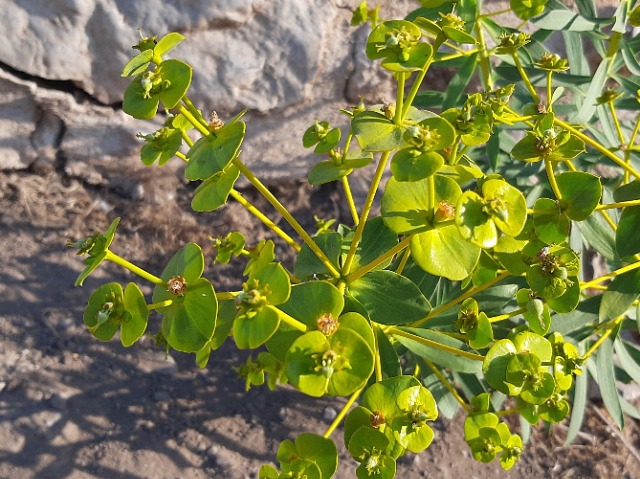 Euphorbia macroclada