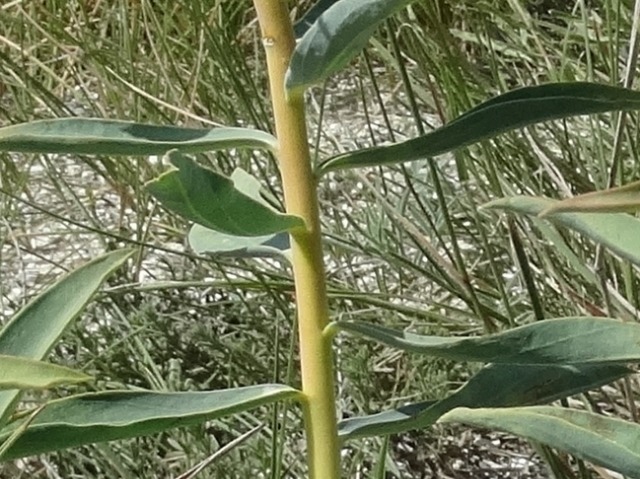 Euphorbia macroclada