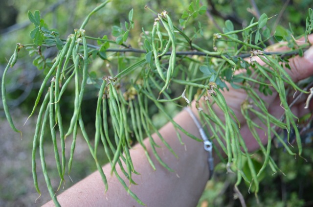 Hippocrepis emerus