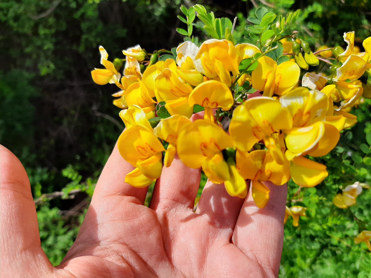 Hippocrepis emerus