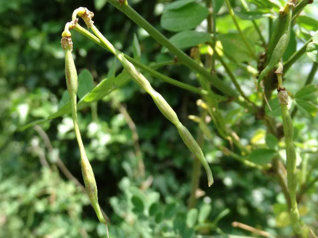 Hippocrepis emerus