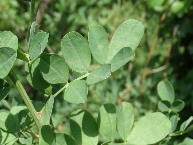 Hippocrepis emerus