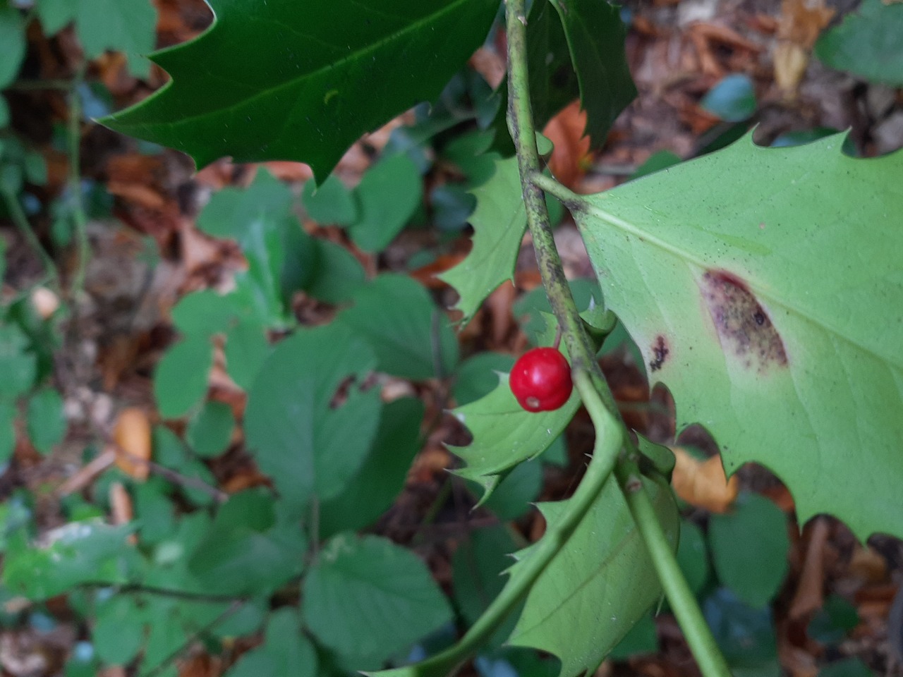 Ilex colchica