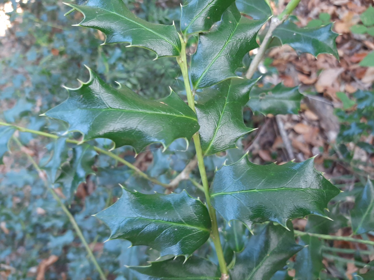 Ilex colchica
