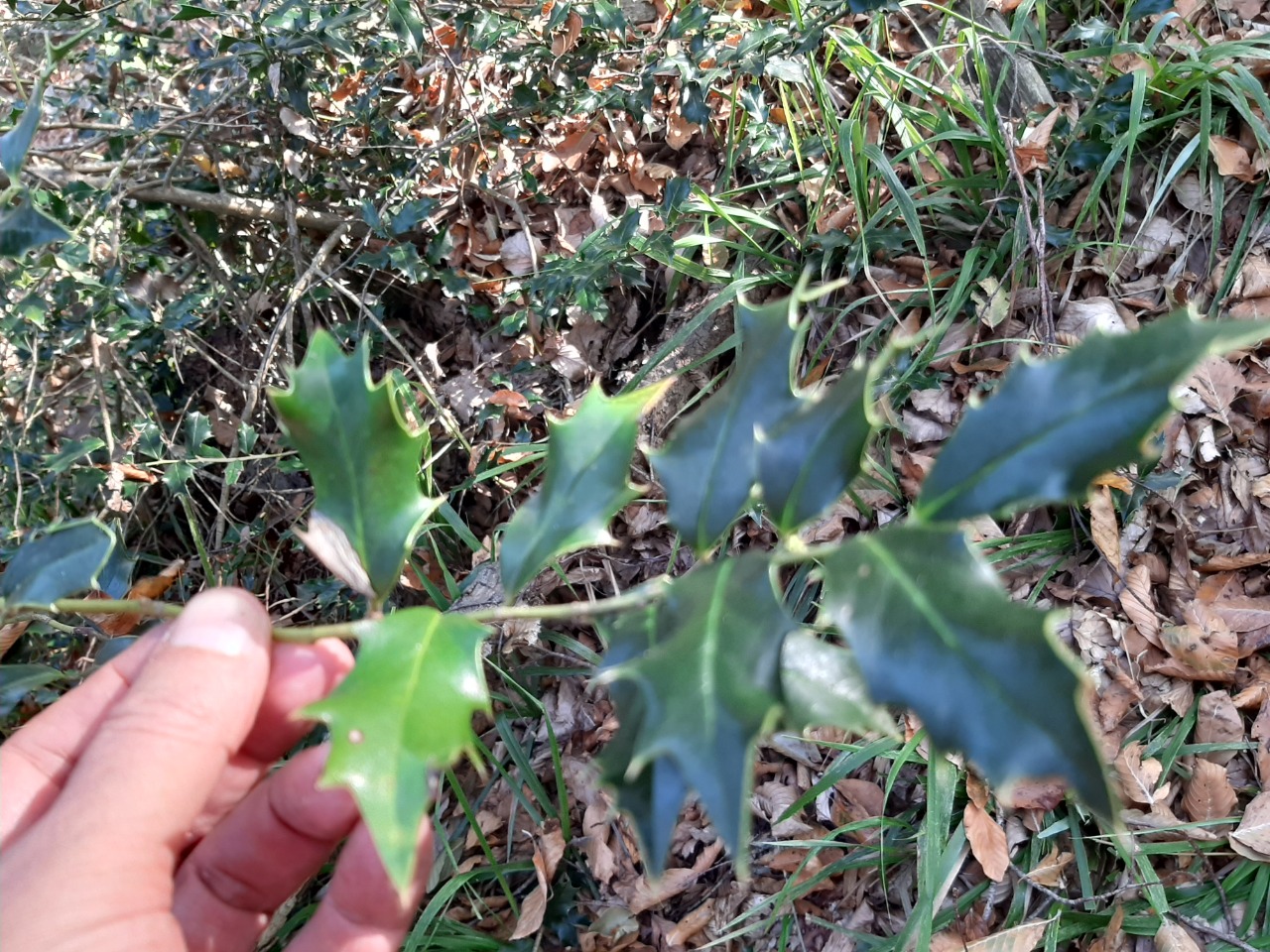 Ilex colchica