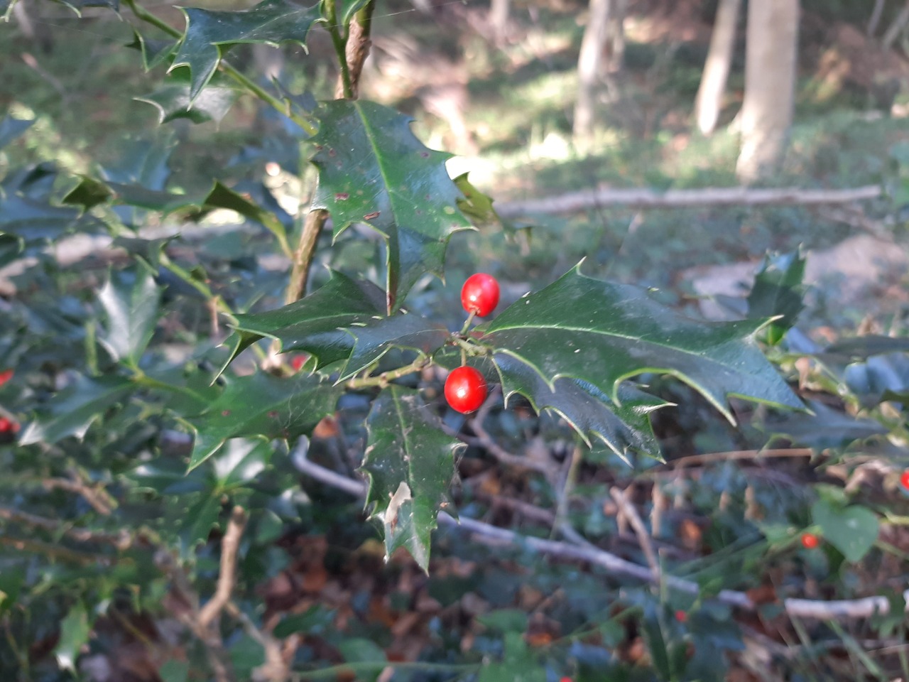 Ilex colchica