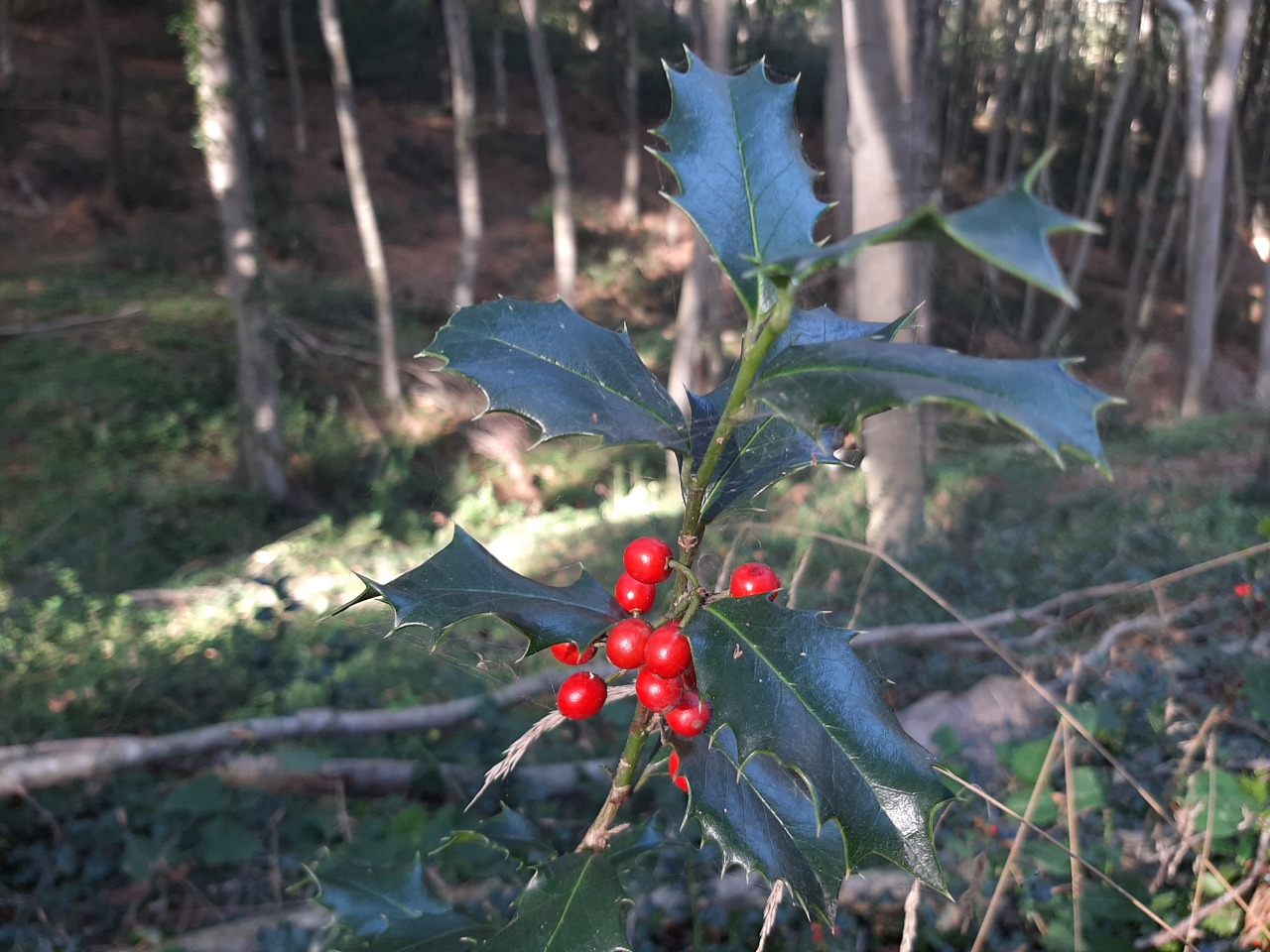 Ilex colchica