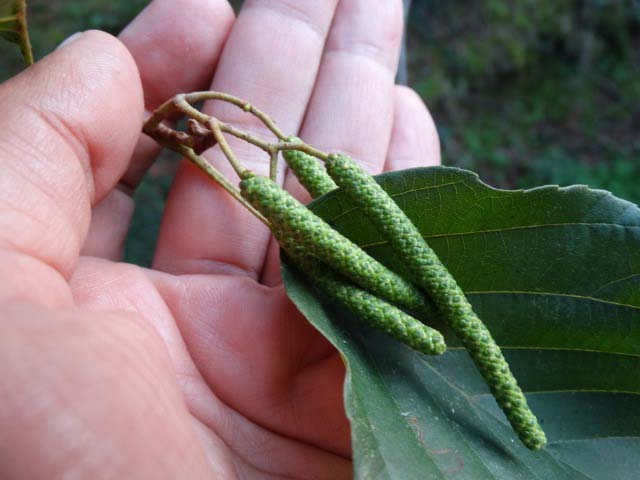 Alnus glutinosa