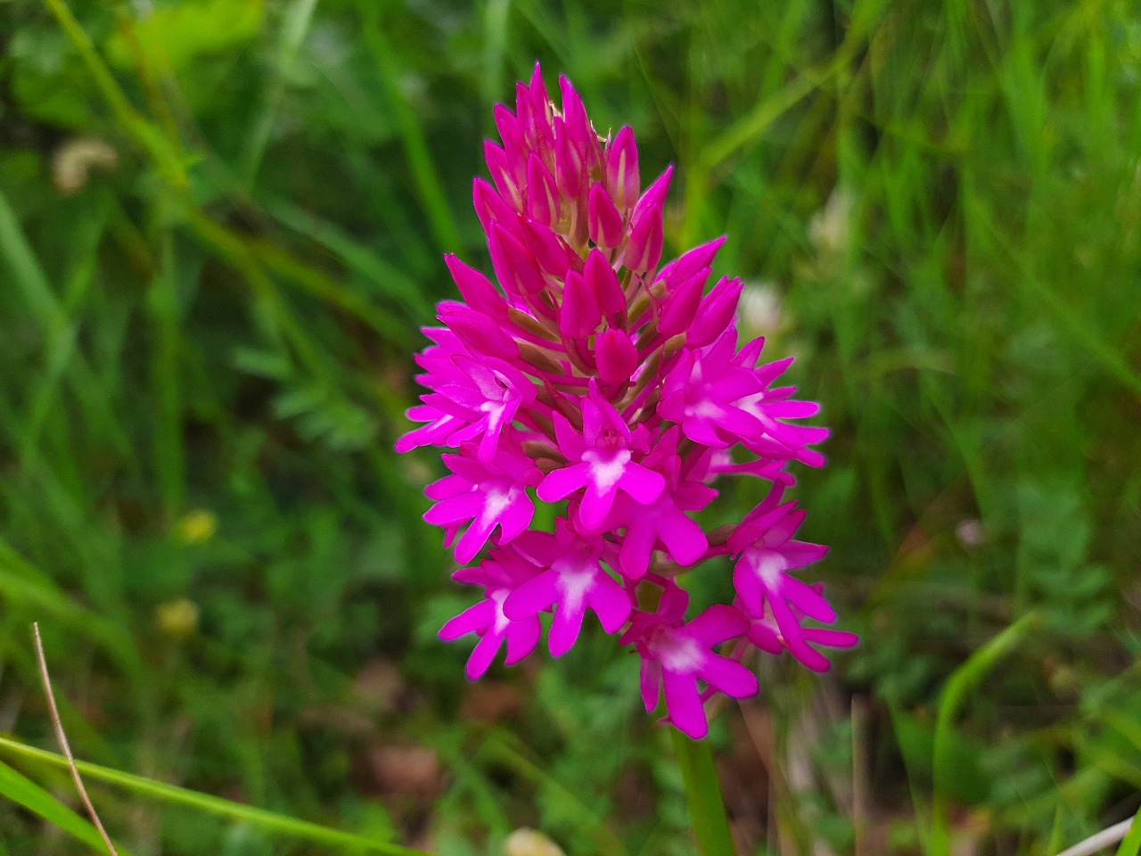 Anacamptis pyramidalis