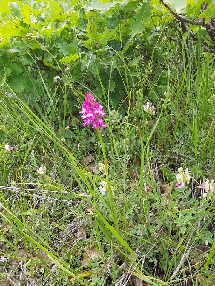 Anacamptis pyramidalis