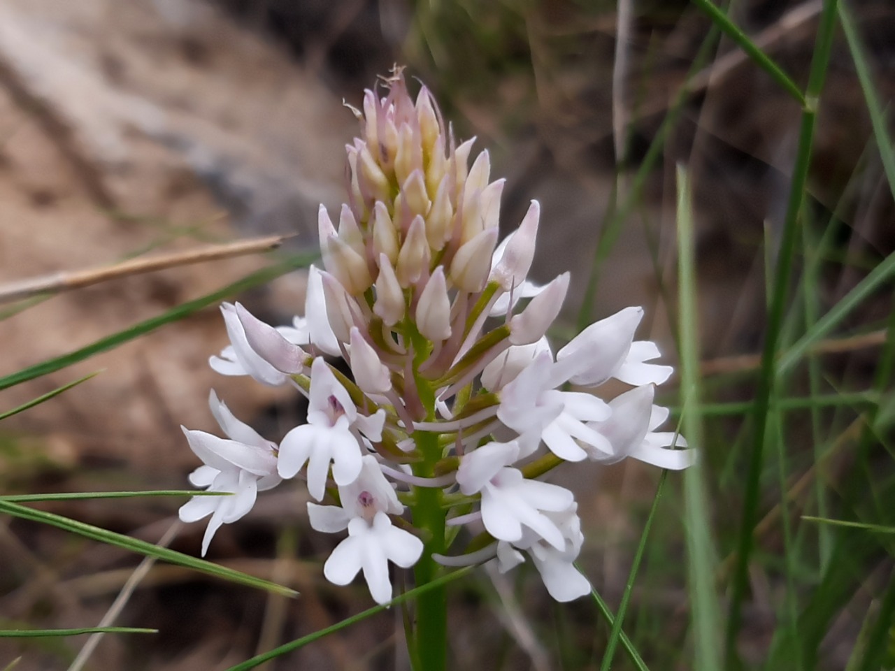 Anacamptis pyramidalis