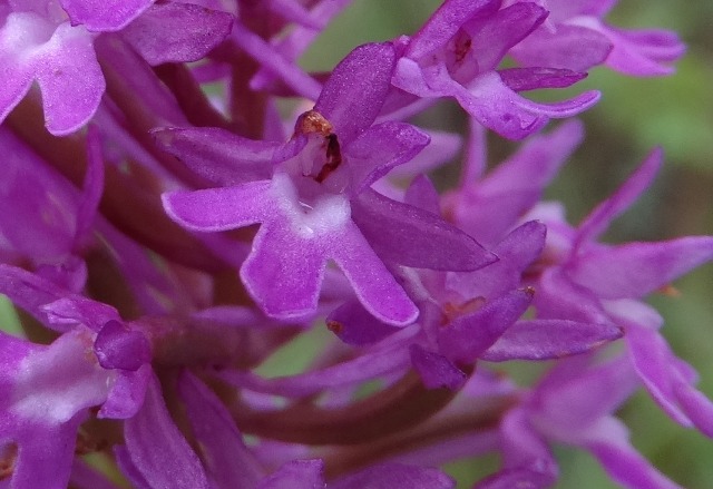 Anacamptis pyramidalis