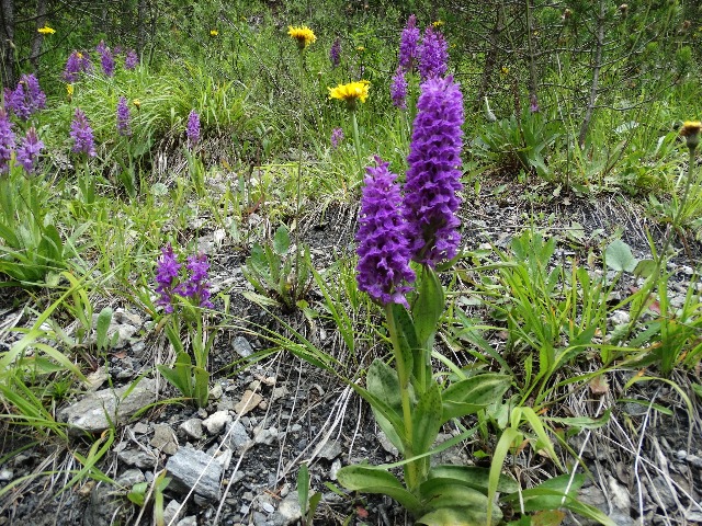 Dactylorhiza osmanica var. osmanica