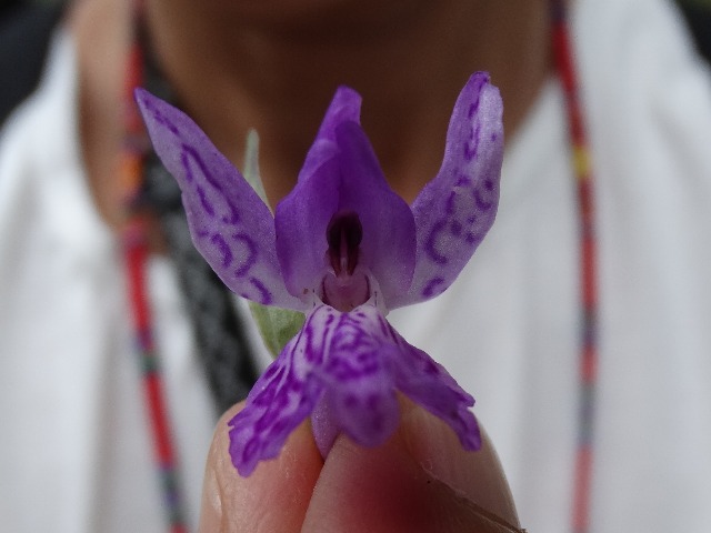 Dactylorhiza osmanica var. osmanica