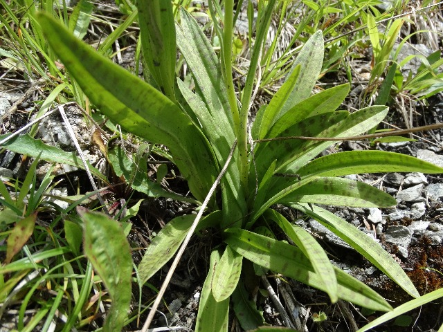 Dactylorhiza osmanica var. osmanica