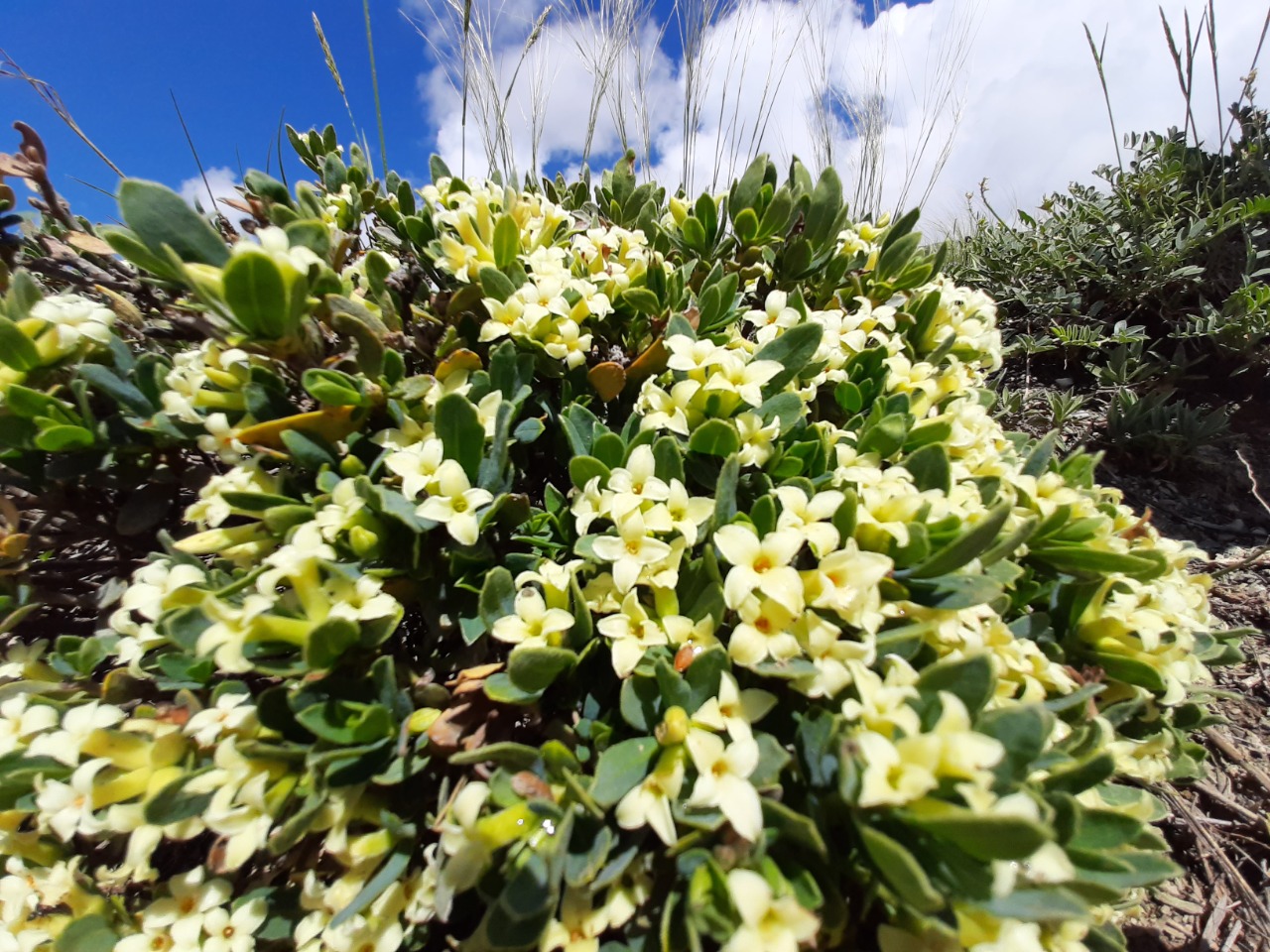Daphne oleoides