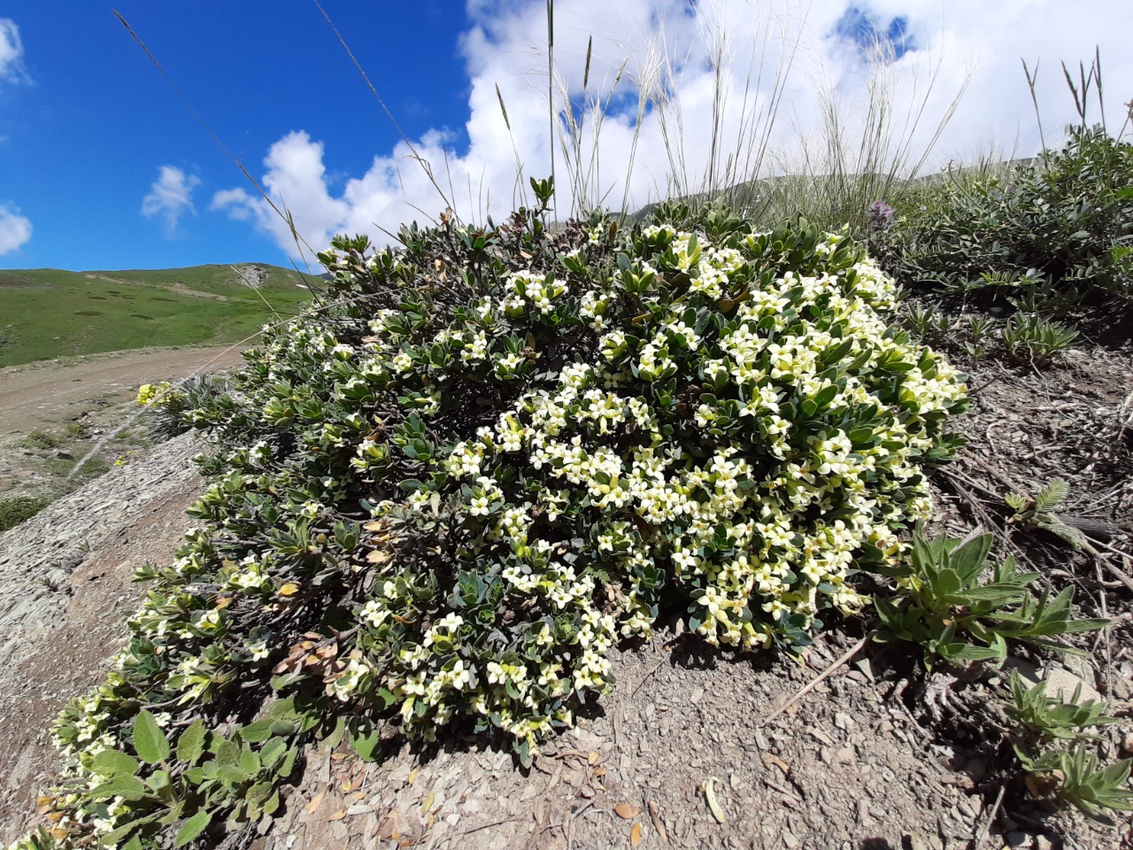 Daphne oleoides