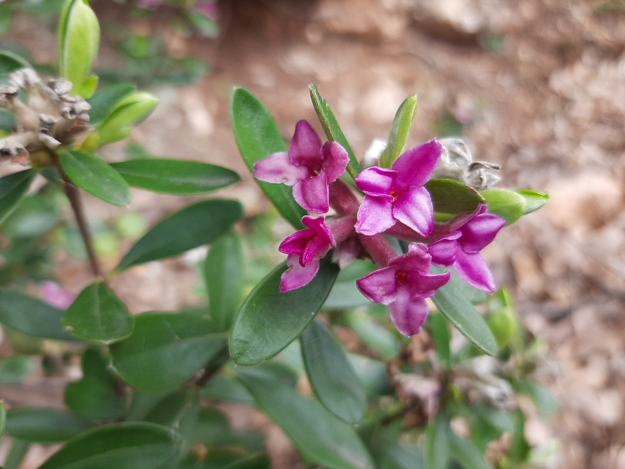 Daphne oleoides