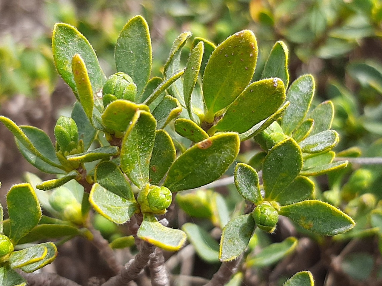 Daphne oleoides