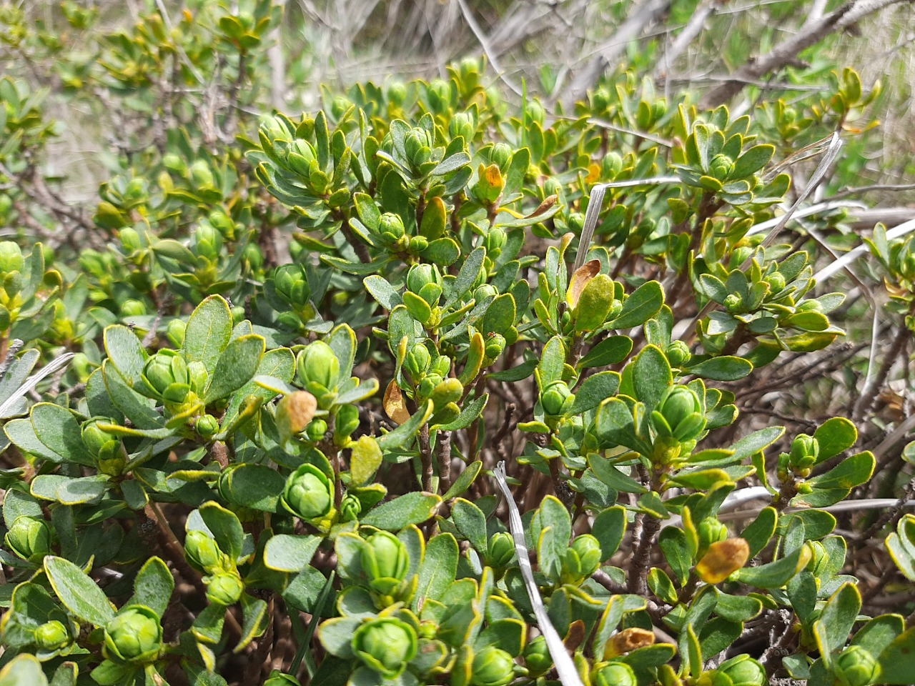 Daphne oleoides