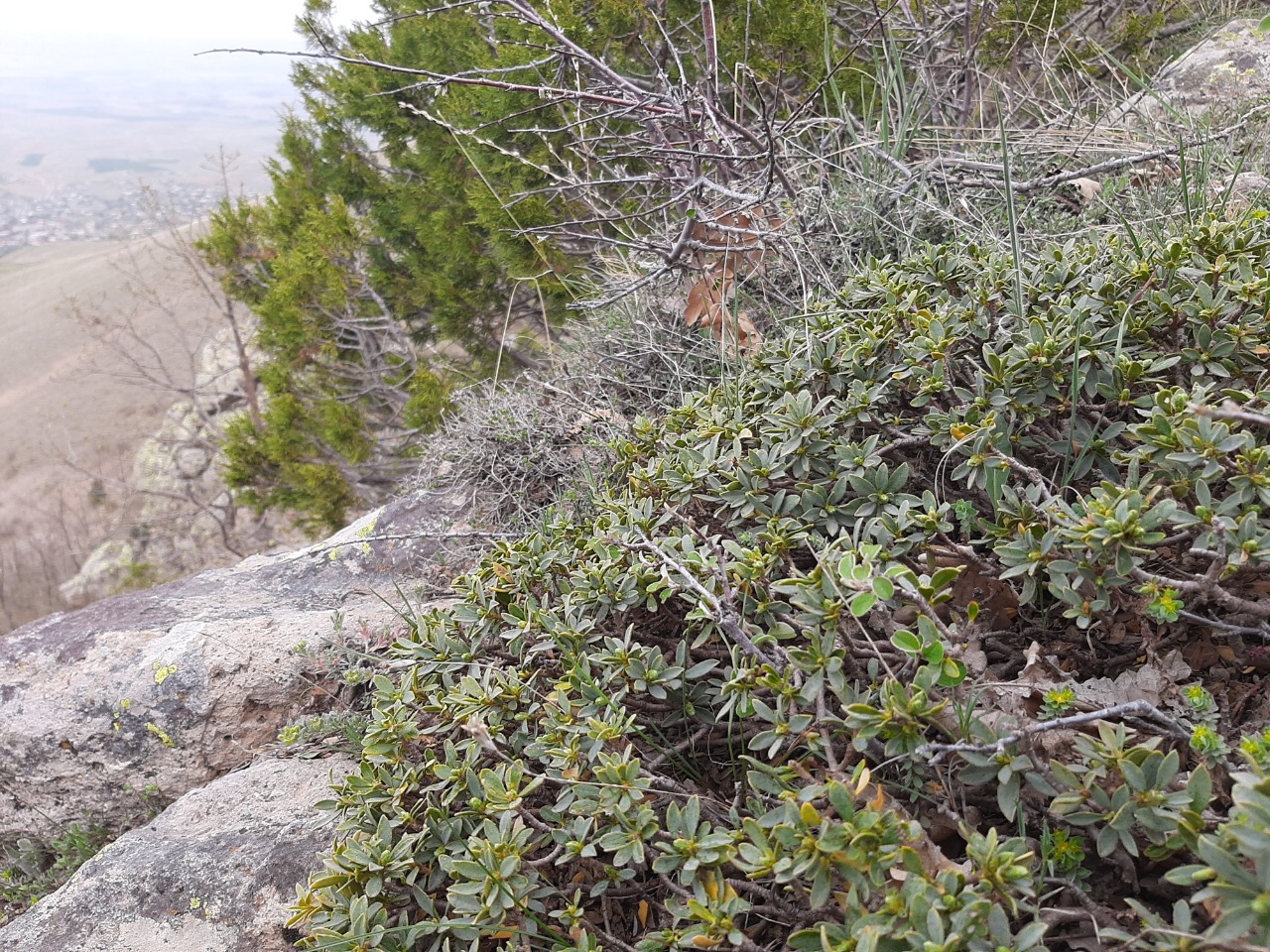 Daphne oleoides