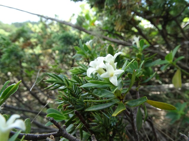 Daphne oleoides