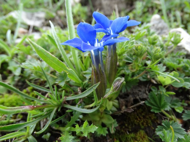 Gentiana verna subsp. balcanica