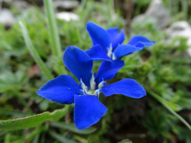 Gentiana verna subsp. balcanica