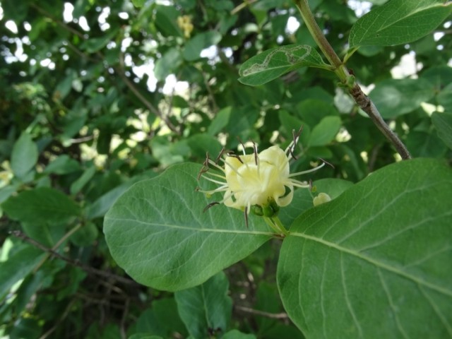 Lonicera caucasica subsp. orientalis