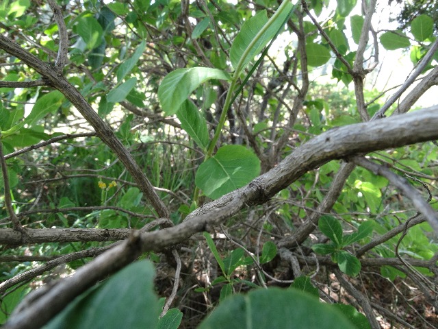 Lonicera caucasica subsp. orientalis