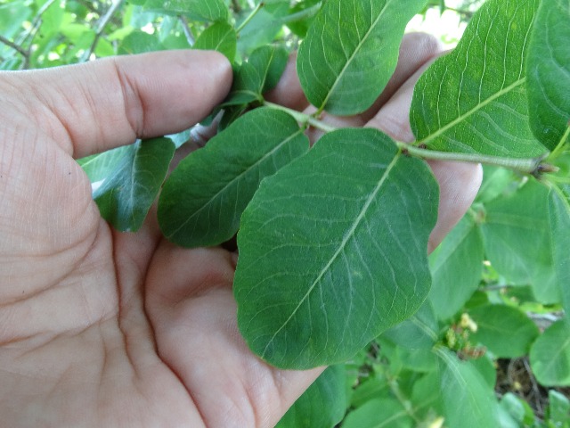 Lonicera caucasica subsp. orientalis