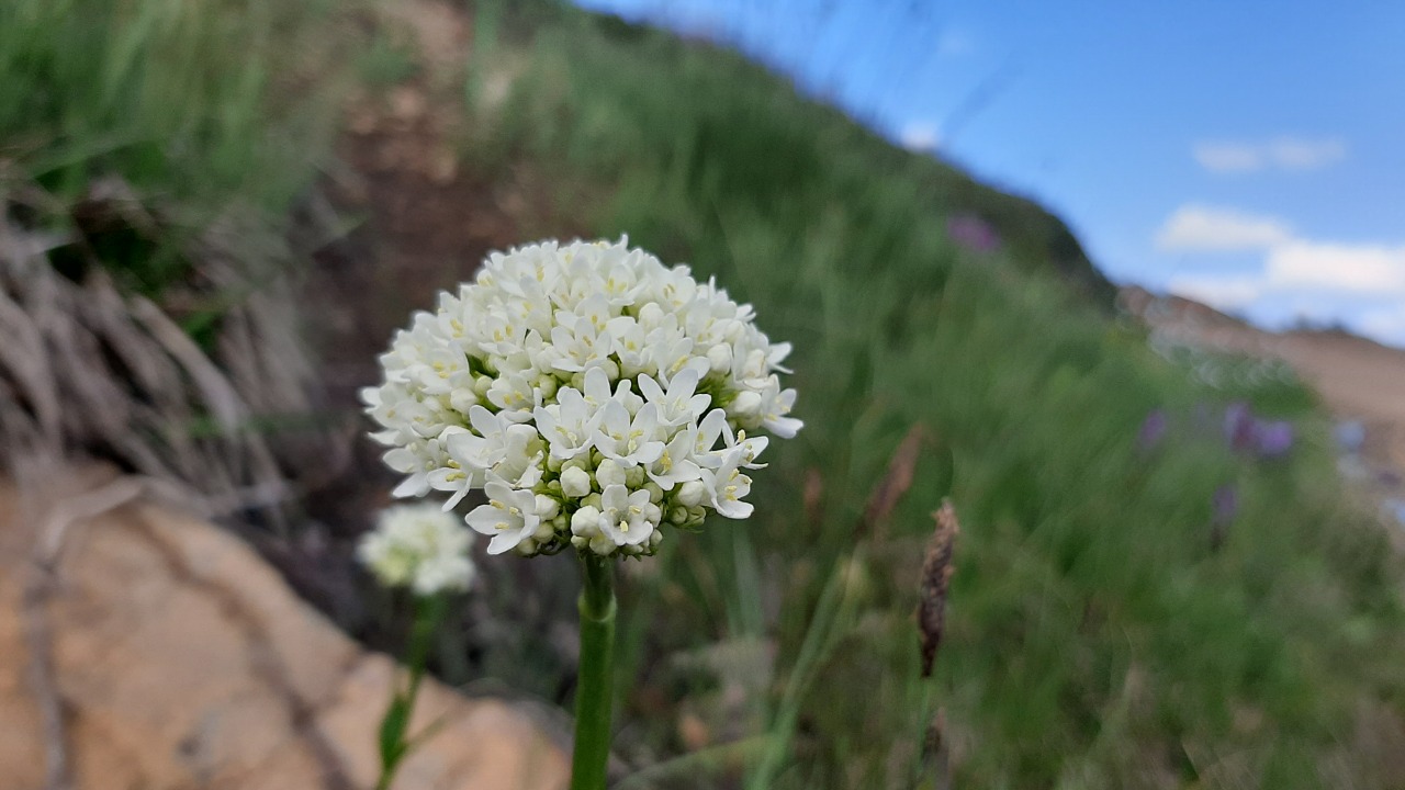 Valeriana alliariifolia