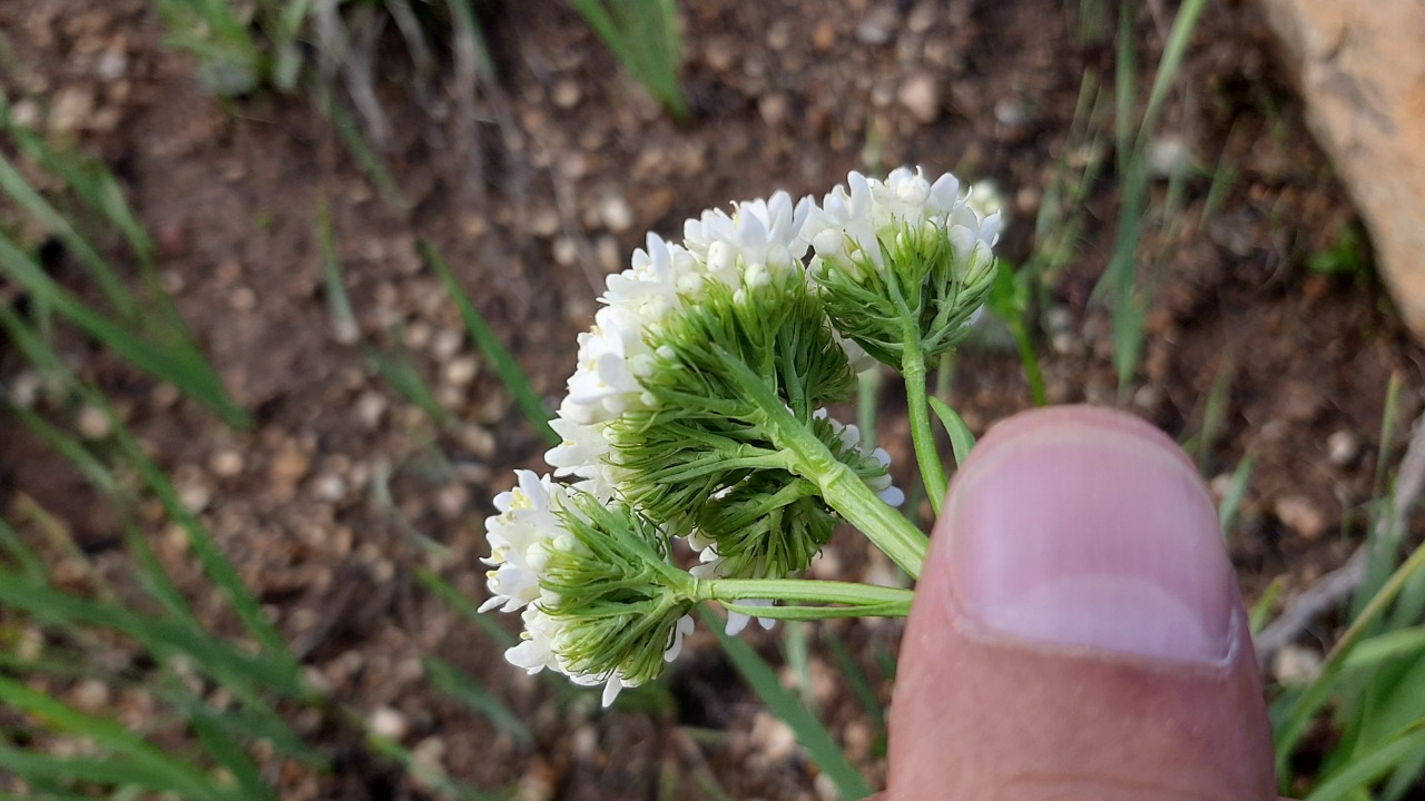 Valeriana alliariifolia