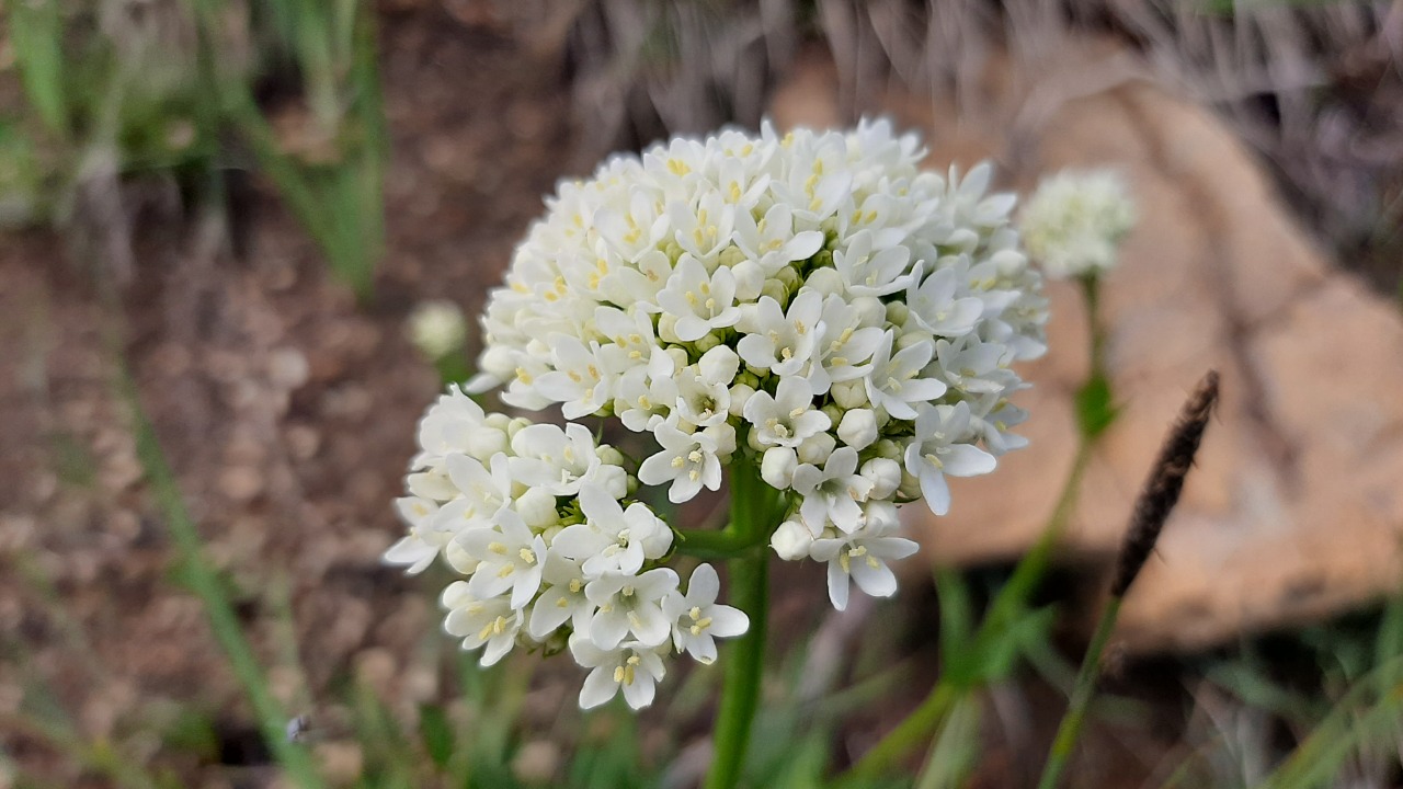 Valeriana alliariifolia