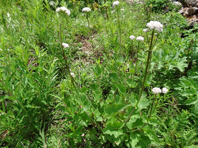 Valeriana alliariifolia