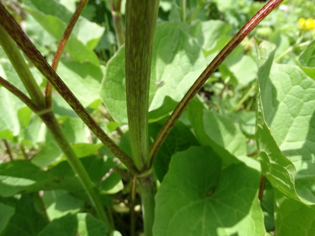 Valeriana alliariifolia