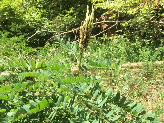 Sophora jaubertii