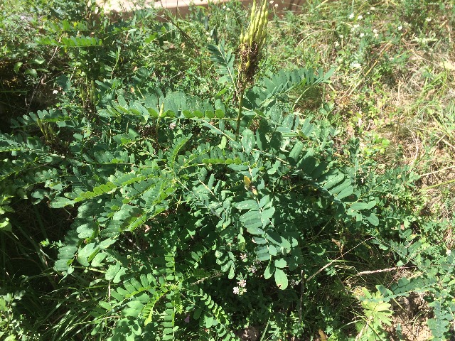 Sophora jaubertii