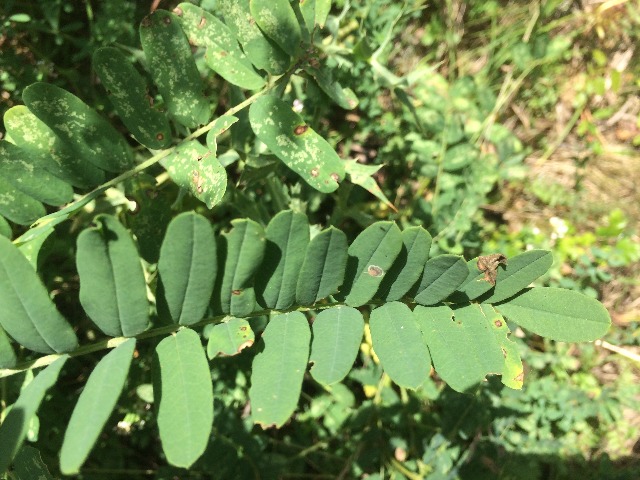 Sophora jaubertii