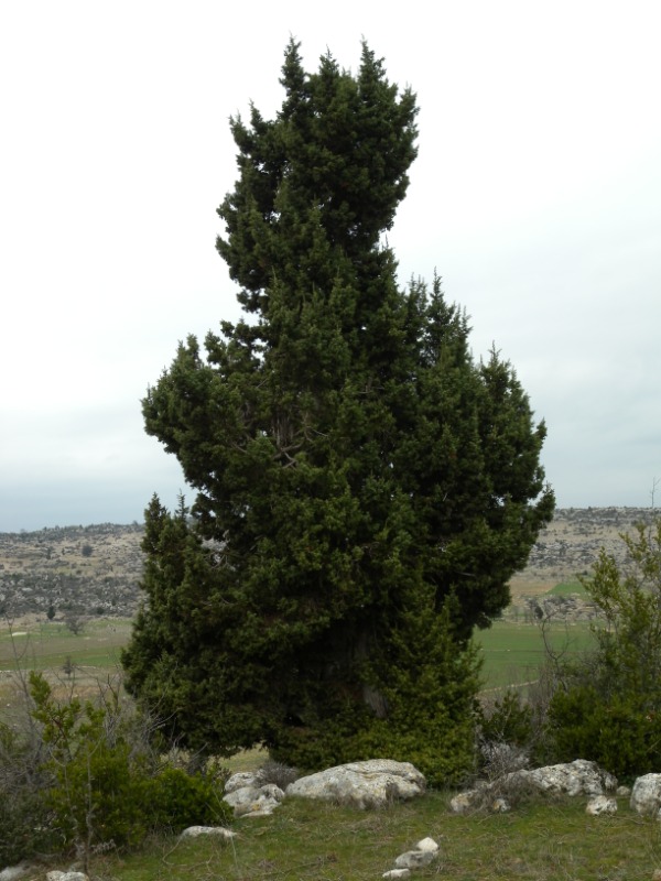 Juniperus drupacea